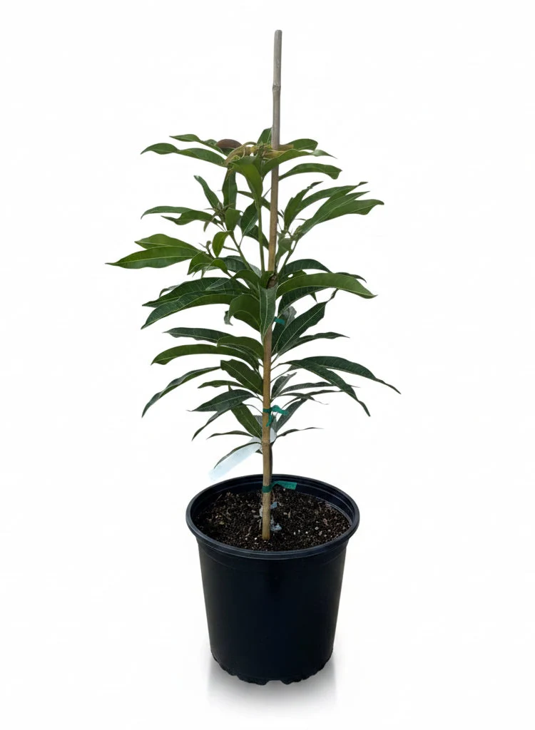 AlamPur Banesham Dwarf Mango Tree, Grafted - Image 2