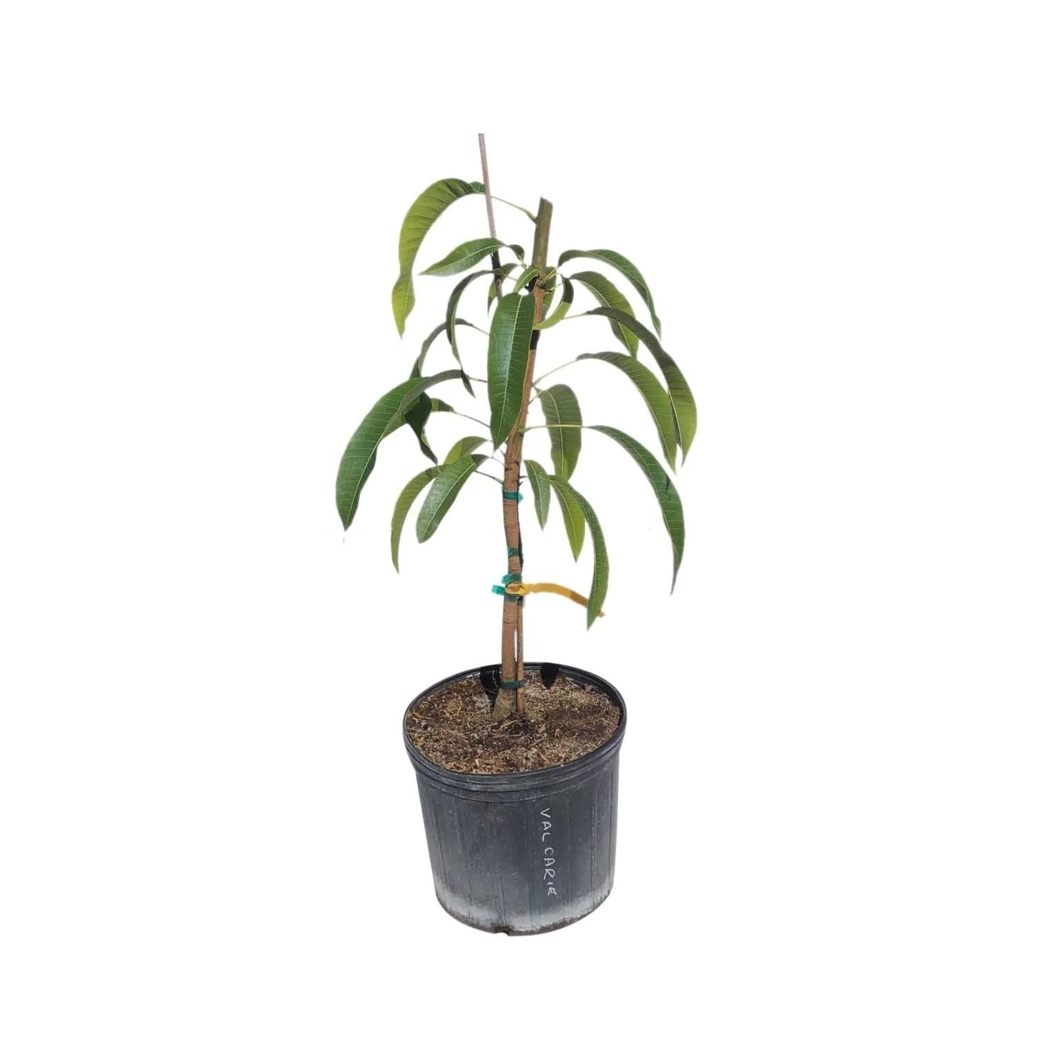 All Summer or Marlys Mango Tree, Grafted