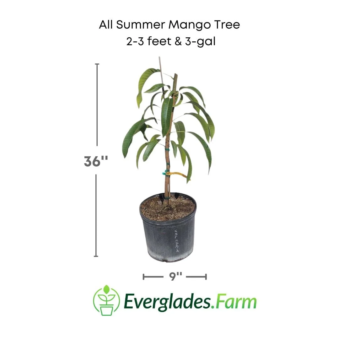 All Summer or Marlys Mango Tree, Grafted - Image 2