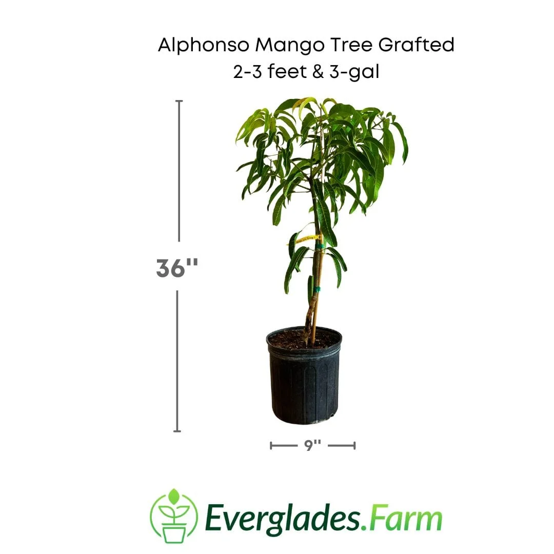 Alphonso Mango Tree (Grafted Mango Variety from Florida) - Image 3
