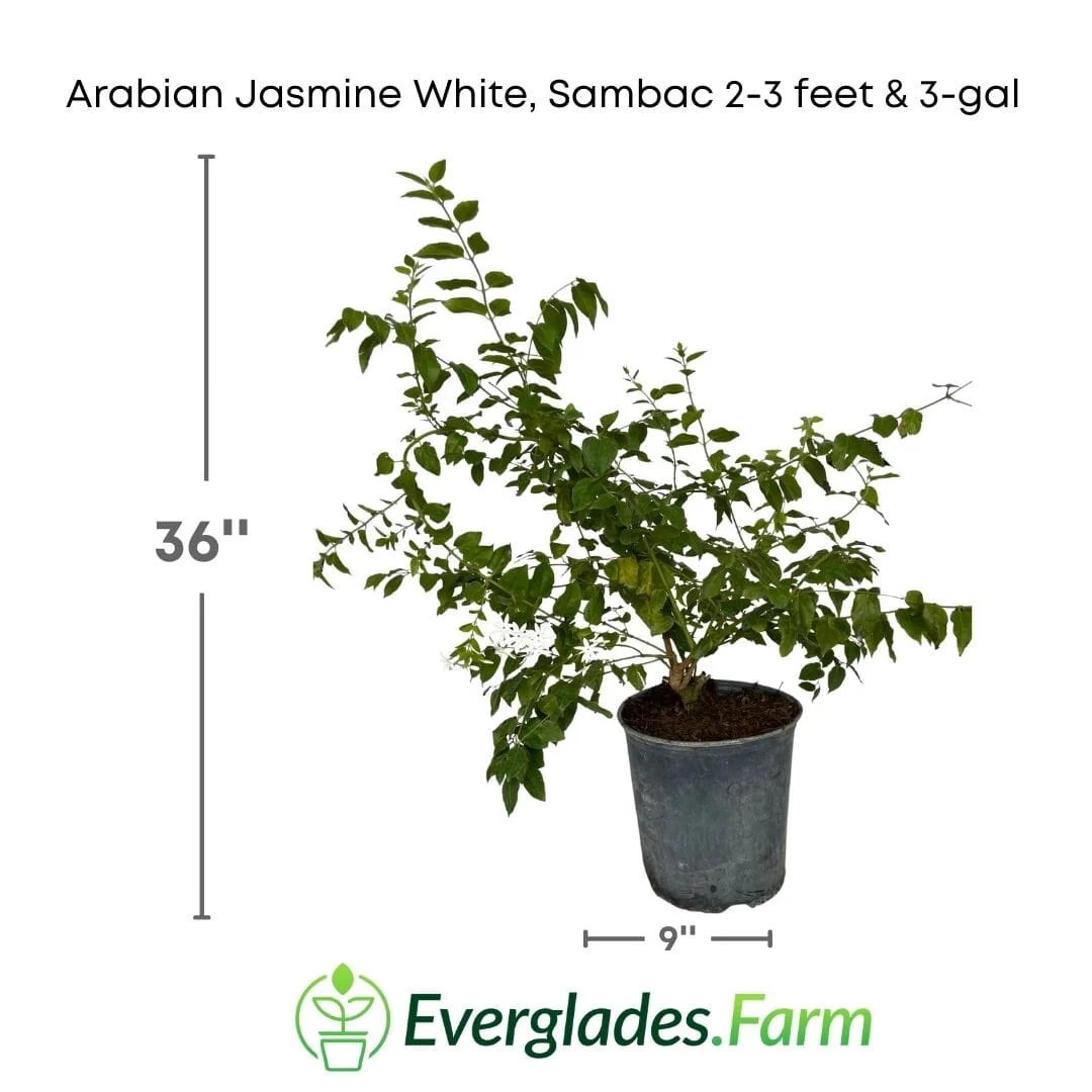 Arabian Jasmine White, Sambac