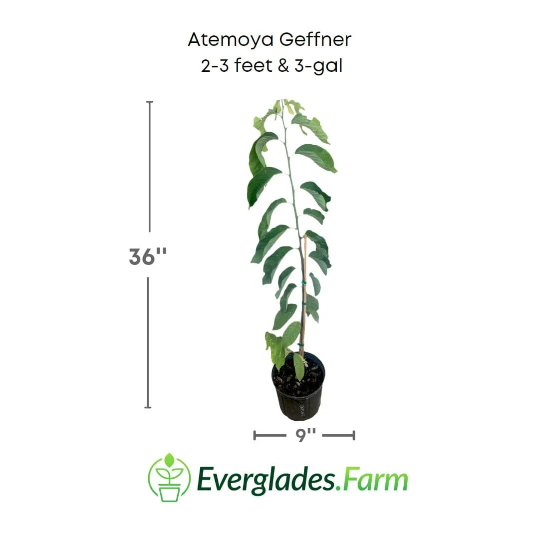 Atemoya Geffner Fruit Tree, Grafted - Image 5
