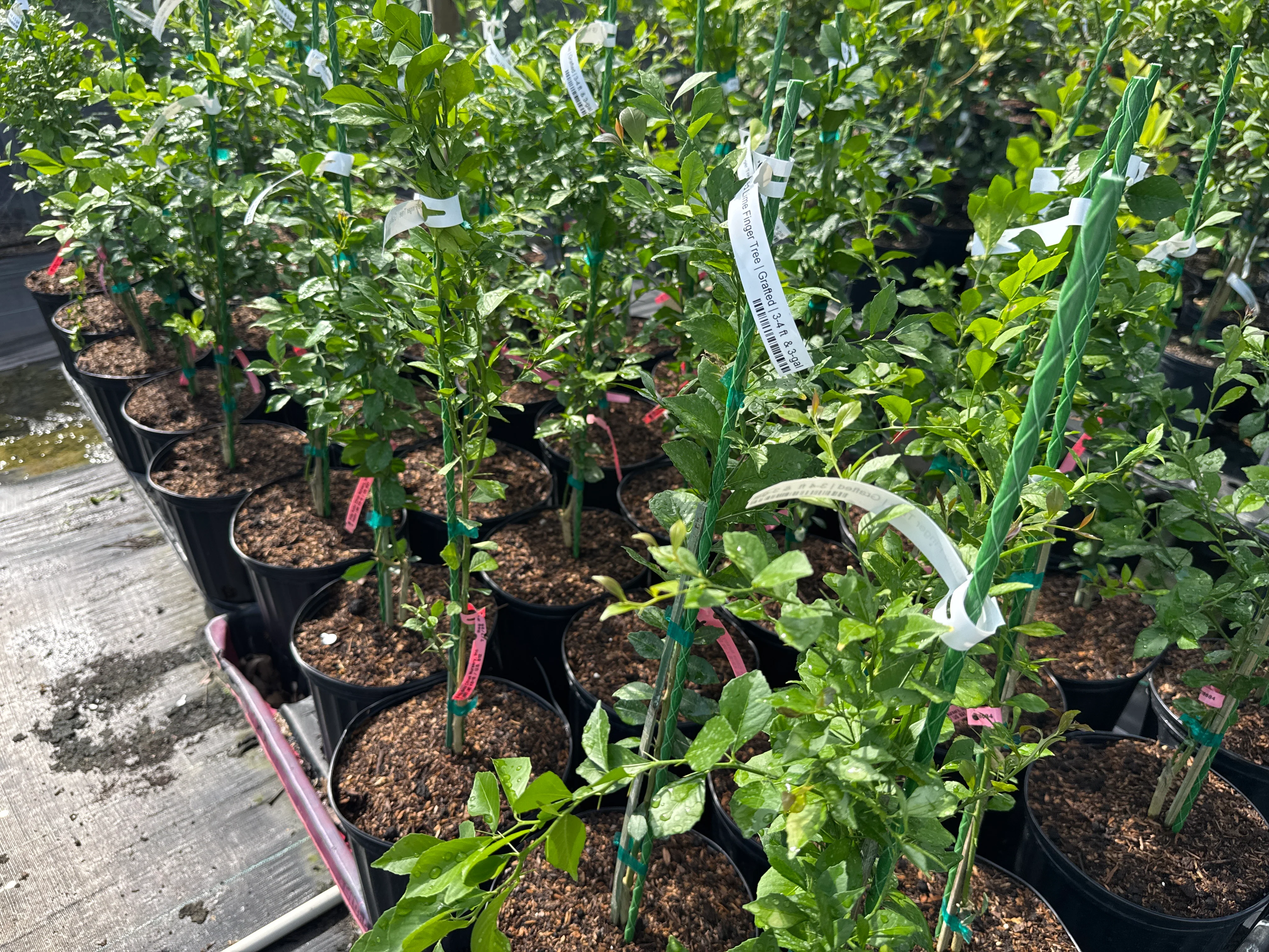 Live Meyer Lemon Tree (Rooted Cutting – Citrus Plant) - Image 5