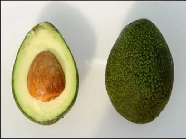 Bacon Avocado Tree, Semi-Cold Hardy, Grafted