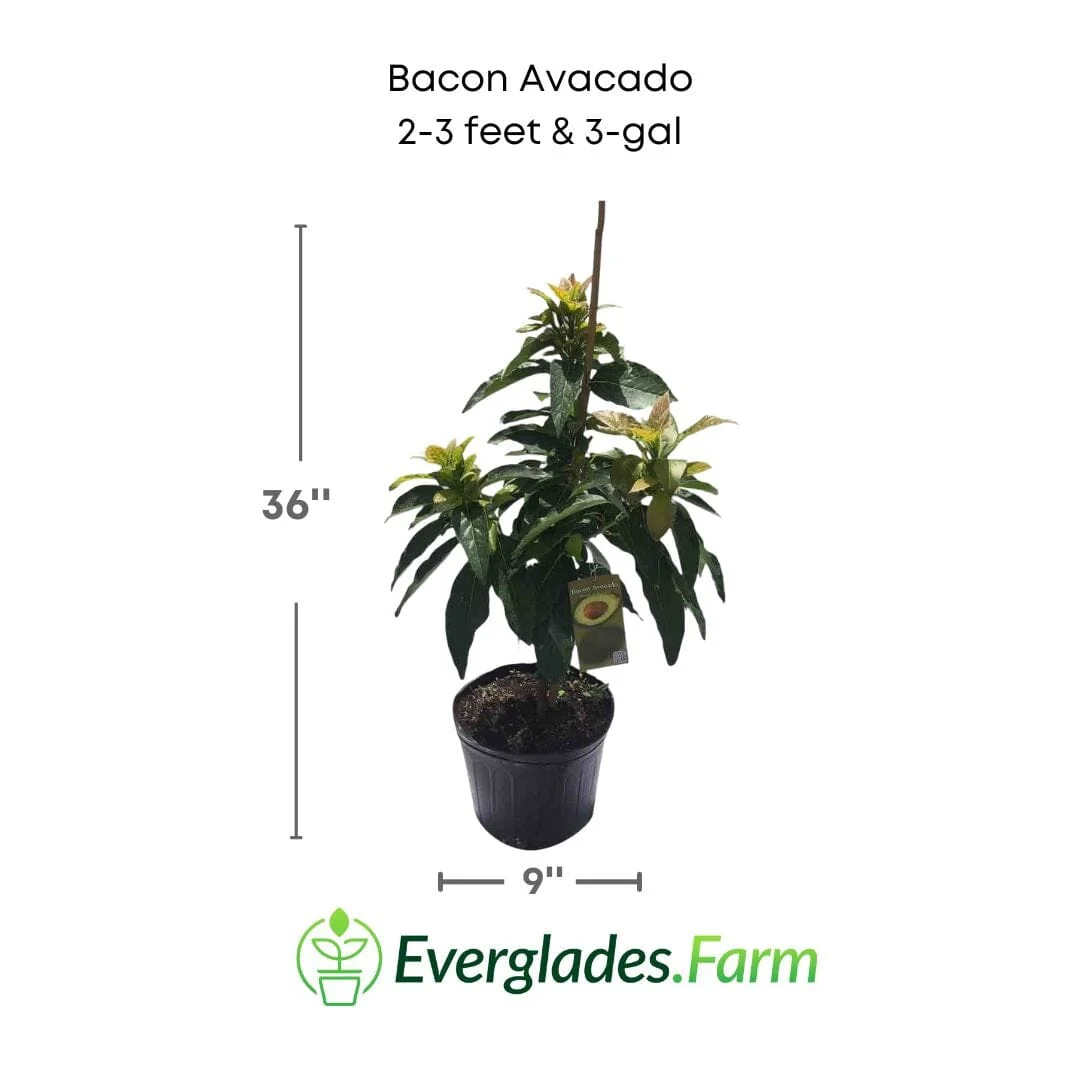 Bacon Avocado Tree, Semi-Cold Hardy, Grafted - Image 3