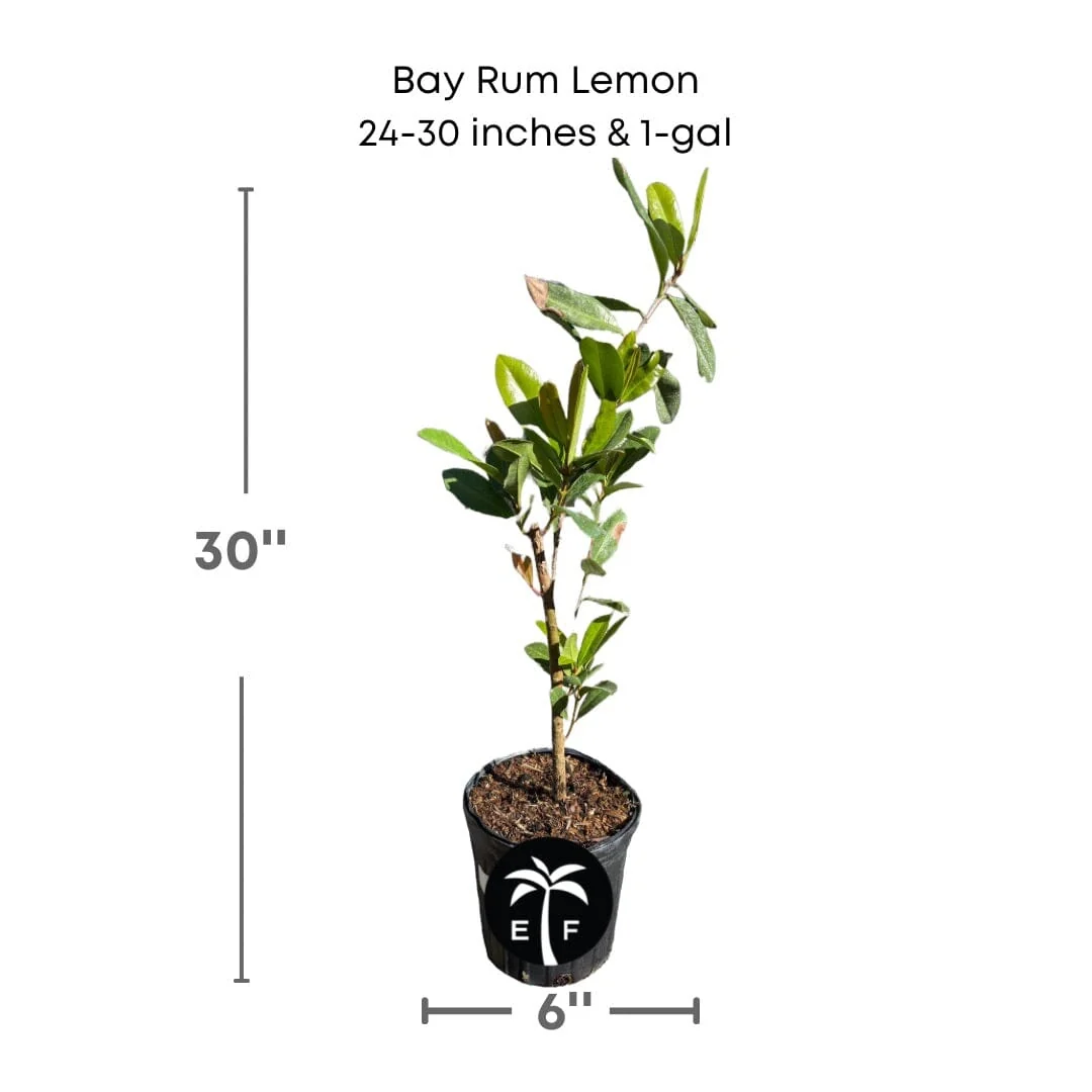 Bay Rum Lemon [Bayberry] Tree, Pimenta Racemosa - Image 3