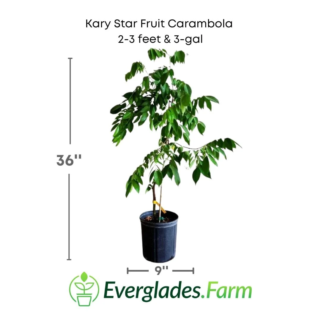 Kary Star Fruit Carambola Fruit Tree, Grafted - Image 3