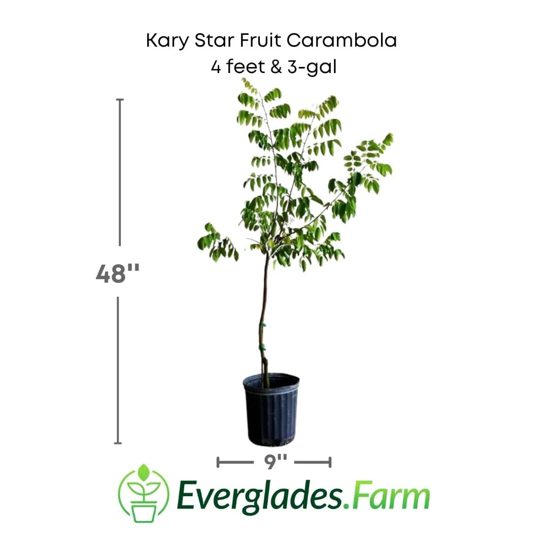 Kary Star Fruit Carambola Fruit Tree, Grafted - Image 4