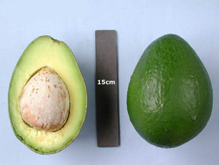 Black Princess Avocado Tree, Grafted - Image 2