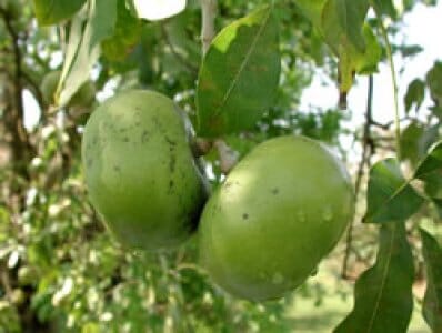 Black Sapote Reineke [Merida] Grafted Tree - Image 3