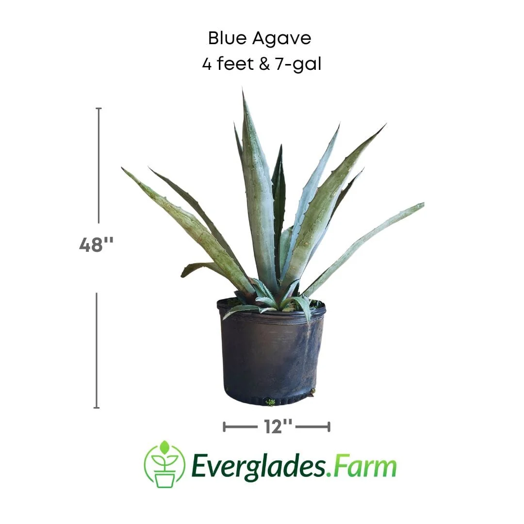 Blue Agave Maguey Agave Azul Plant - Image 4