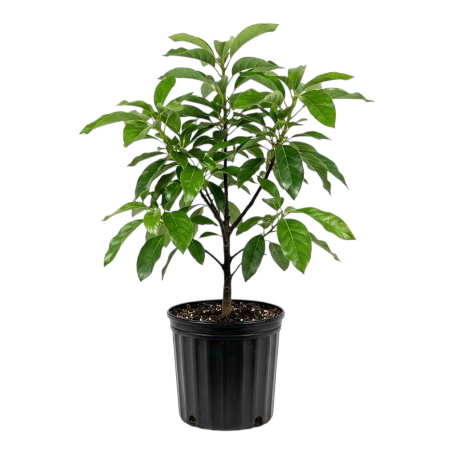 Booth 7 Avocado Tree, Grafted 2-3 feet & 3-gal