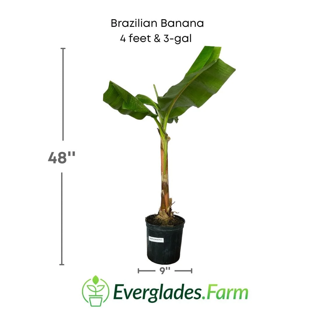 Brazilian Banana Plant - Image 3