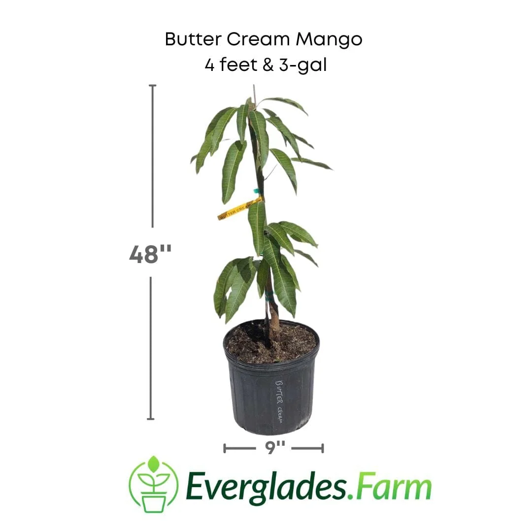 Butter Cream Mango Tree, Grafted - Image 3