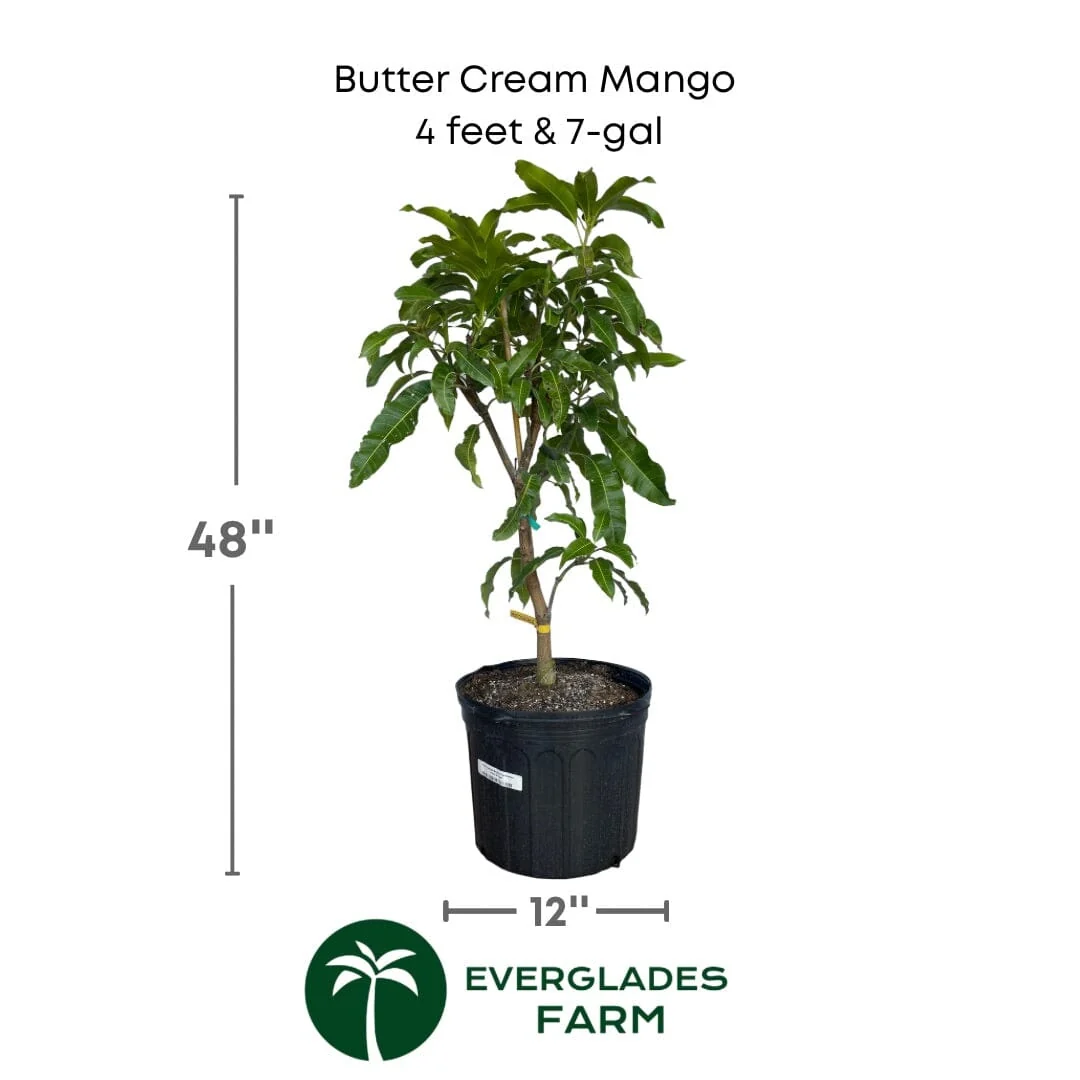 Butter Cream Mango Tree, Grafted - Image 4