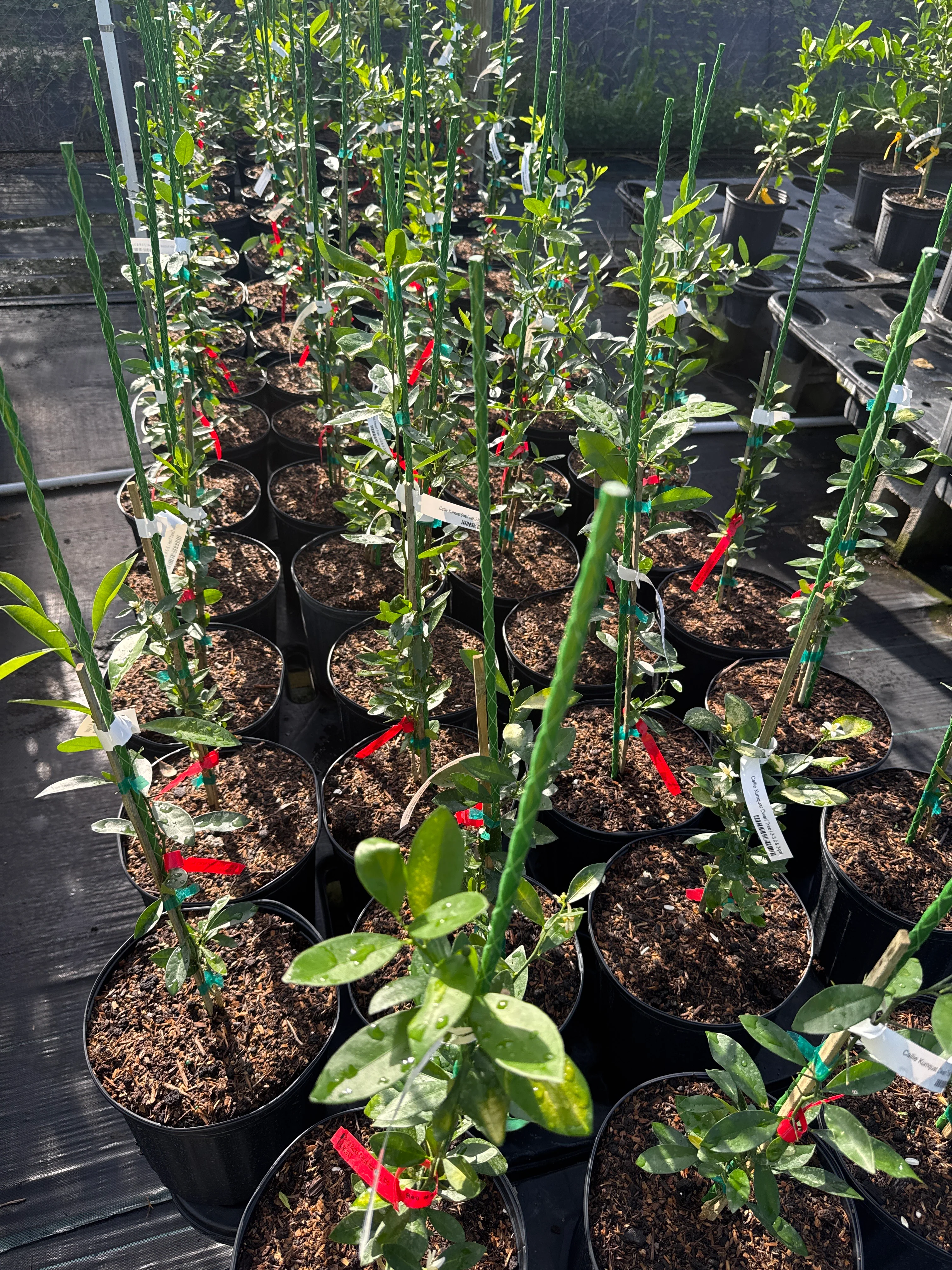 Callie Kumquat Dwarf Tree - Meiwa Nagami Hybrid for Delicious Fruit - Image 3