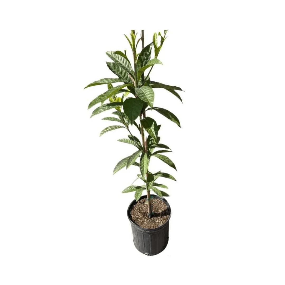 Bruce Canistel [Egg-Fruit] Tree - Image 3