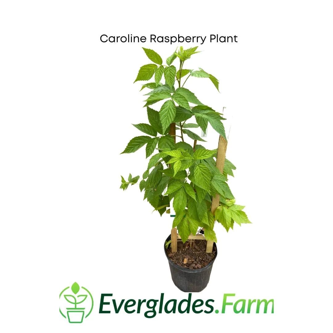 Caroline Raspberry Plant - Image 3