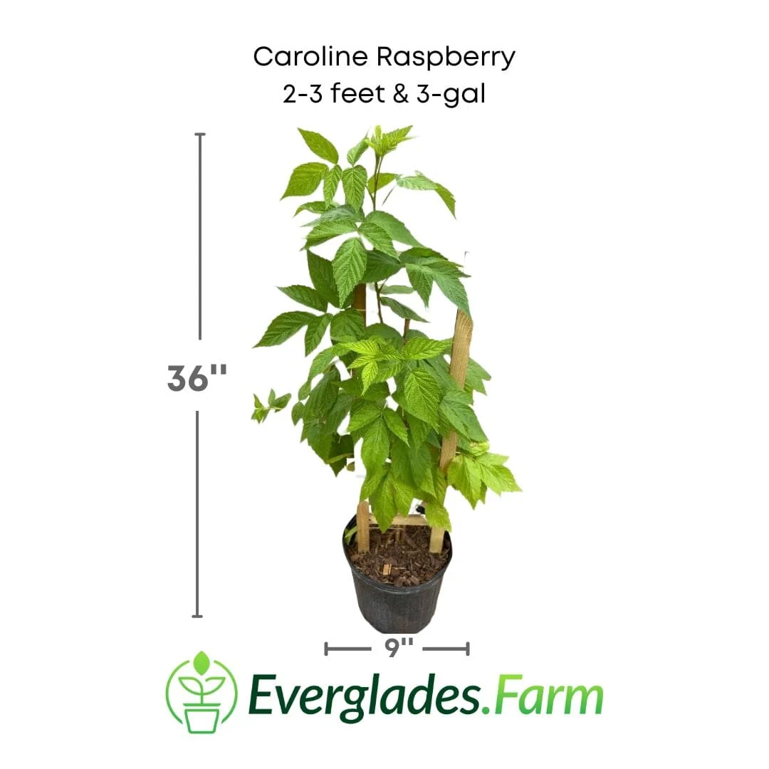 Caroline Raspberry Plant - Image 4