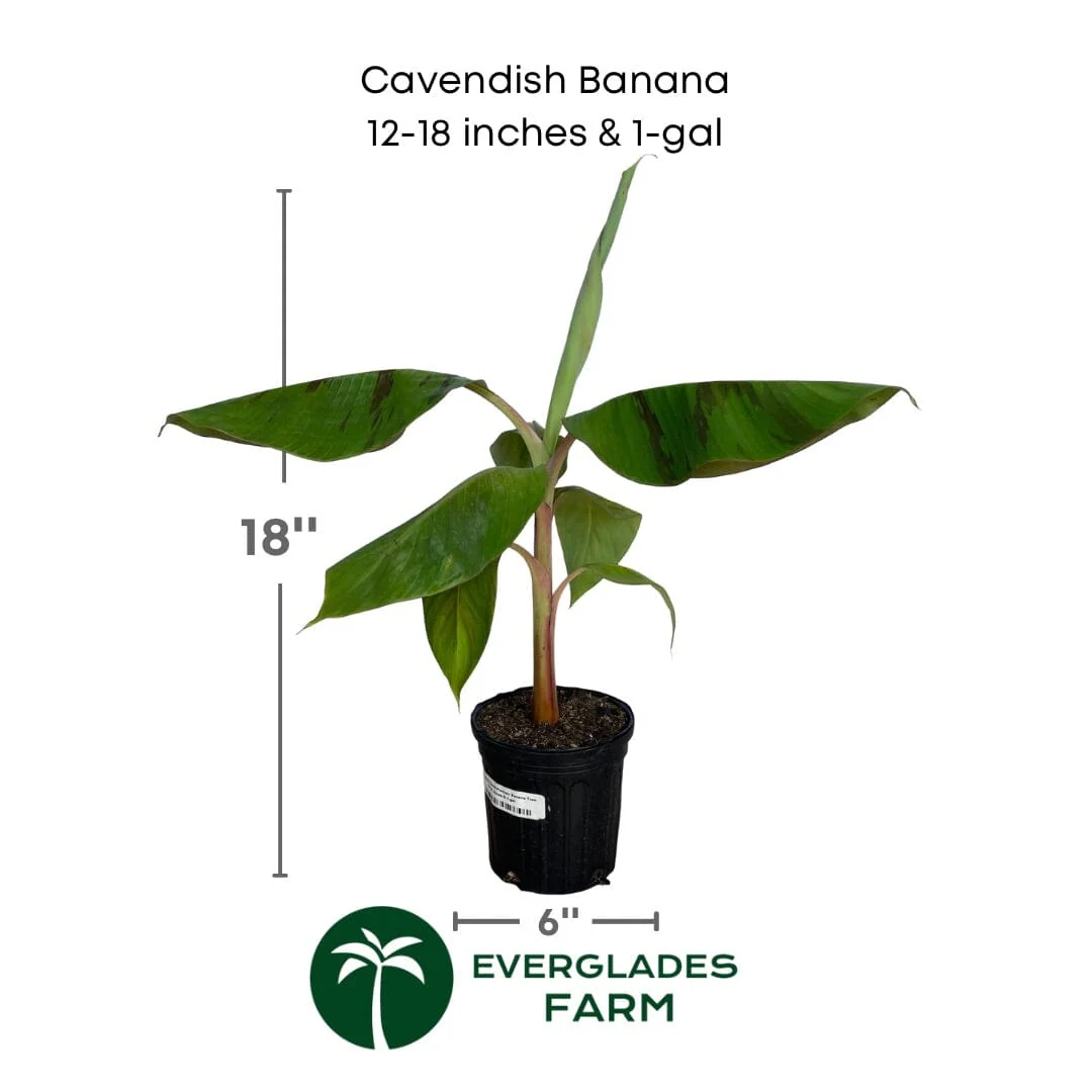 Cavendish Dwarf Banana Plant - Image 6