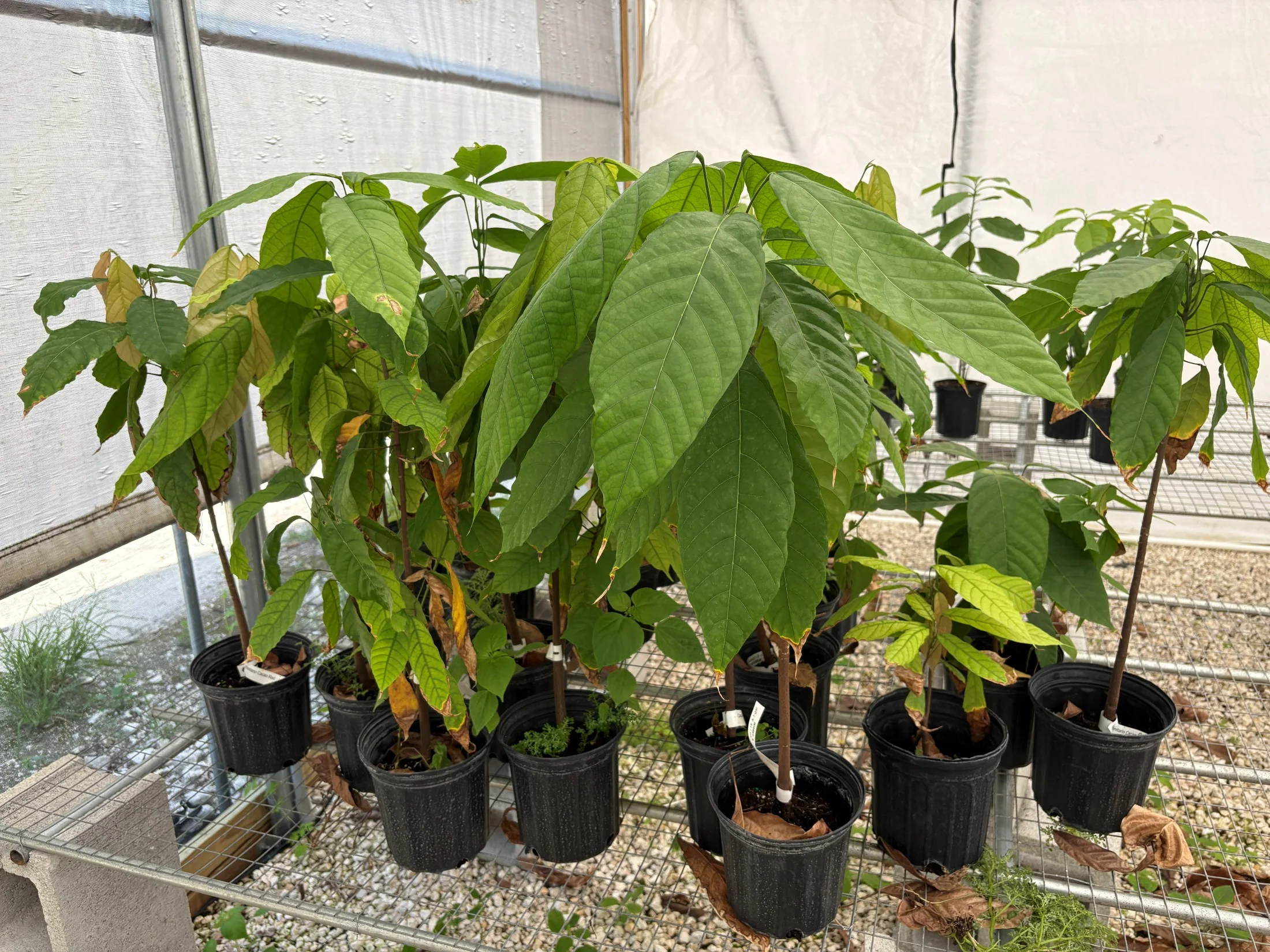 Trinitario Cacao Tree Yellow, Long Ribbed – Fruit-Bearing Theobroma Cacao Tree - Image 3