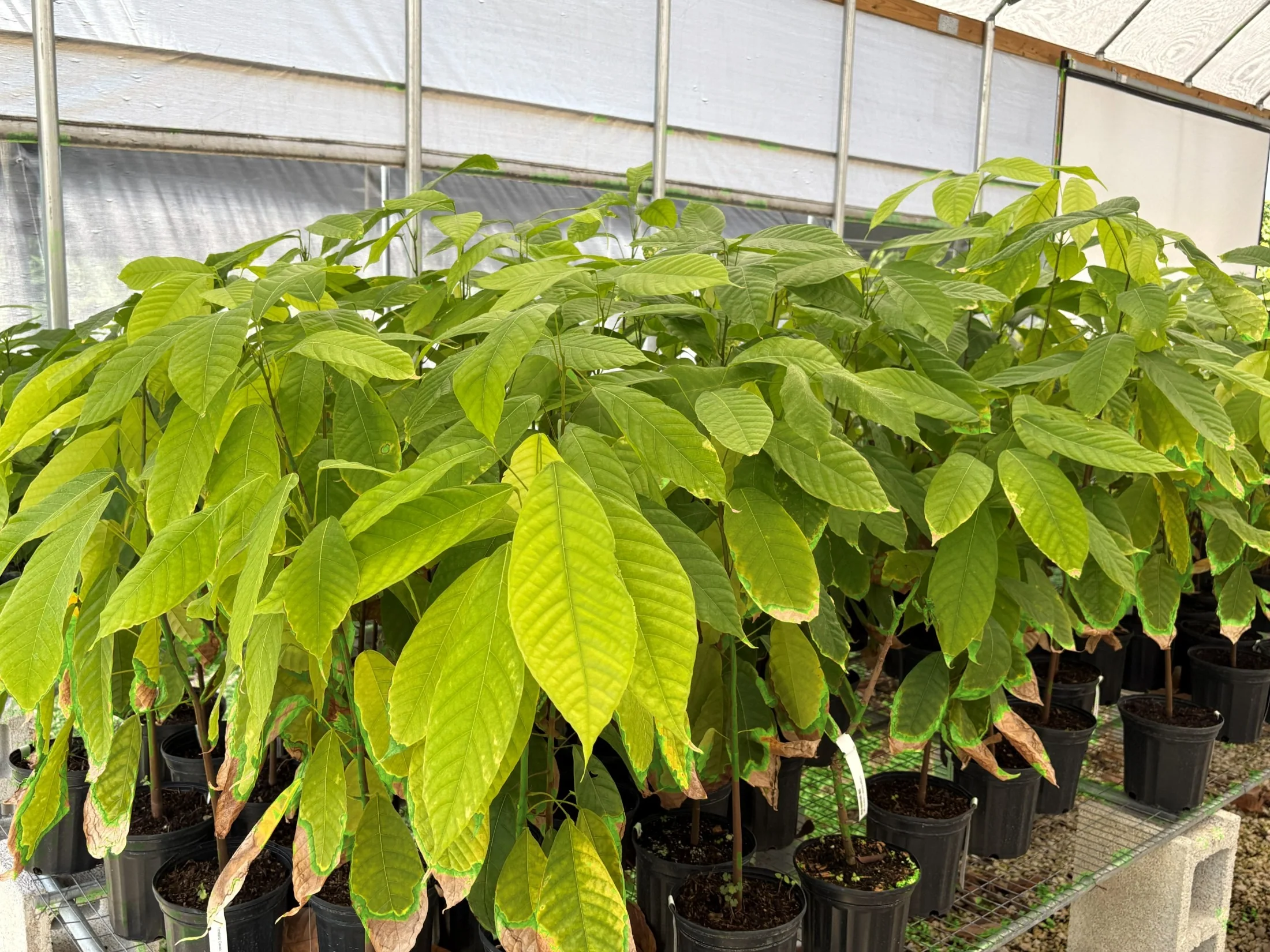 Trinitario Cacao Tree Yellow, Long Ribbed – Fruit-Bearing Theobroma Cacao Tree - Image 4