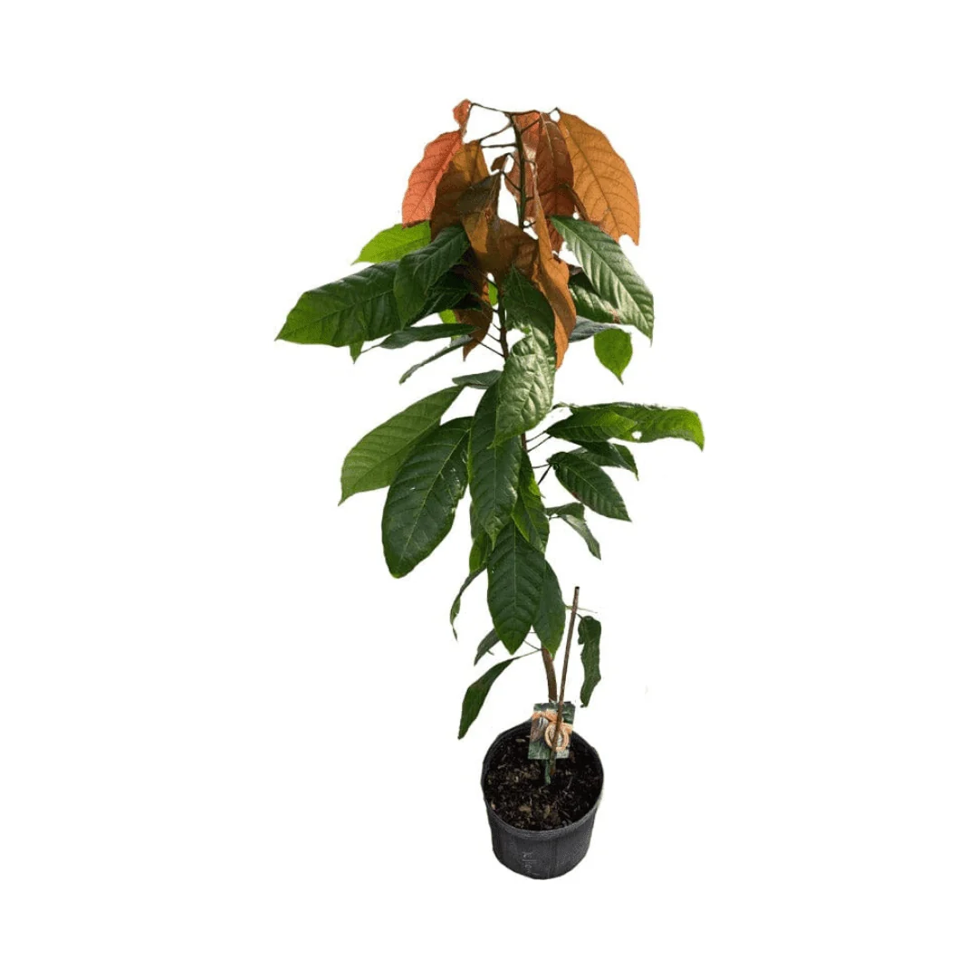 Trinitario Cacao Tree Yellow, Long Ribbed – Fruit-Bearing Theobroma Cacao Tree - Image 5