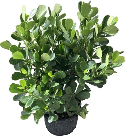 Clusia Rosea, Plant - Image 3