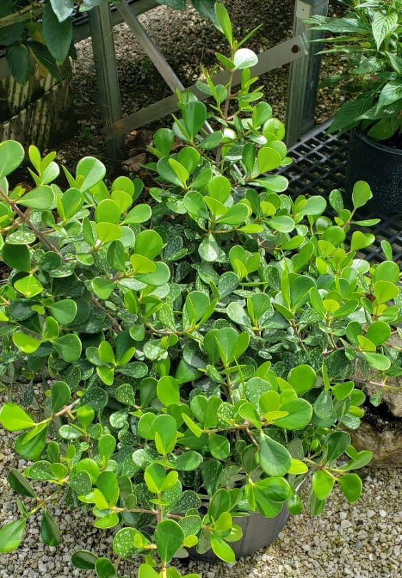 Clusia Rosea Nana, Dwarf Plant - Image 2
