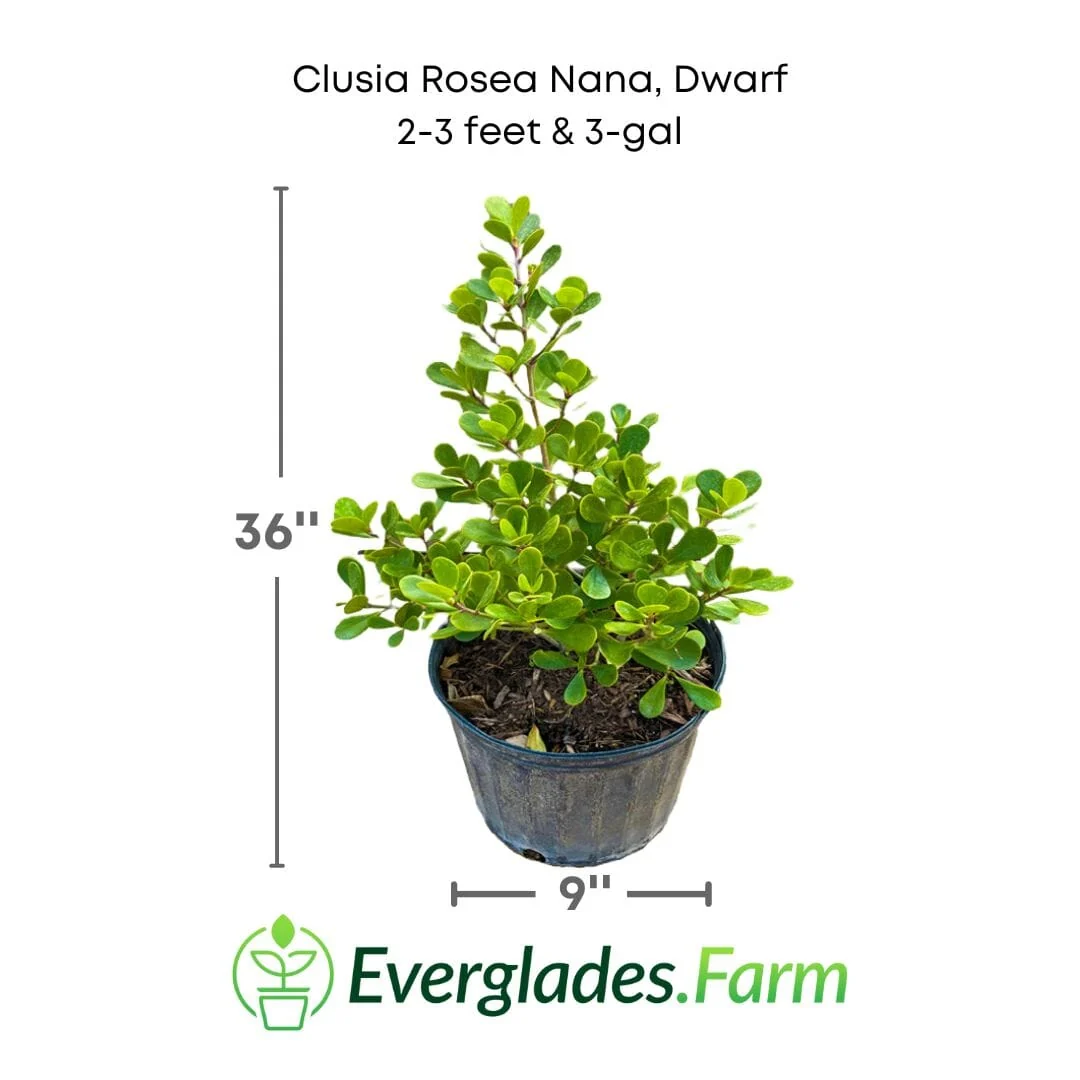 Clusia Rosea Nana, Dwarf Plant - Image 3