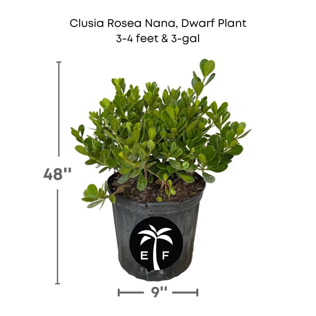 Clusia Rosea Nana, Dwarf Plant - Image 4