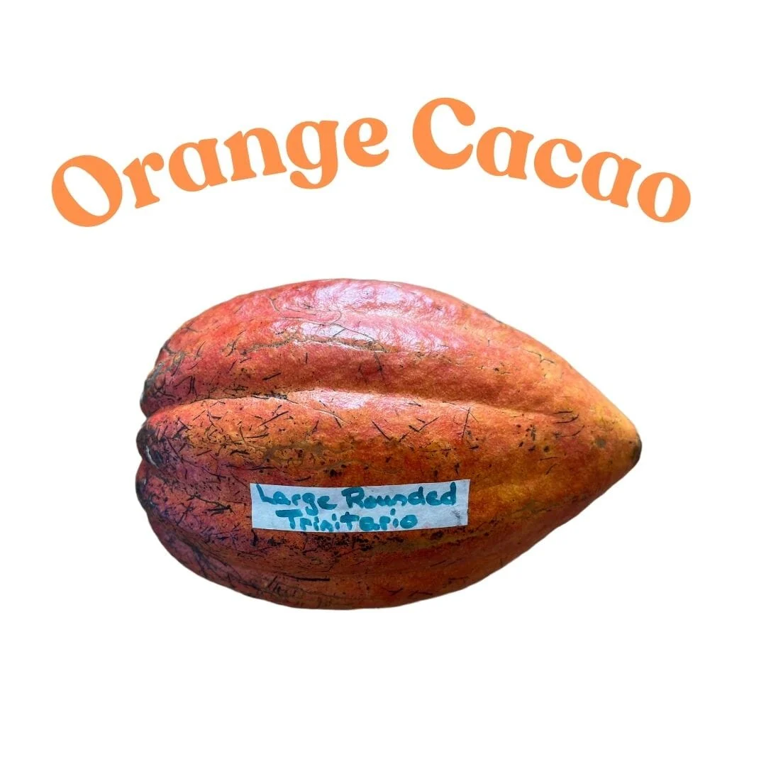 Trinitario Cacao Red Chocolate Tree Orange - Image 4