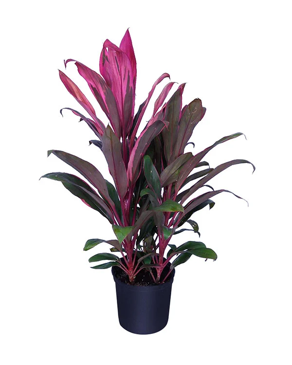 Red Sister Plant, Cordyline Terminalis Ti Plant