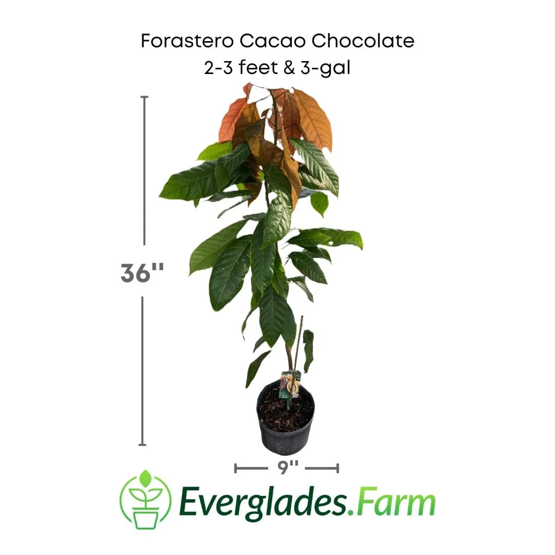 Forastero Cacao Chocolate Tree - Image 5