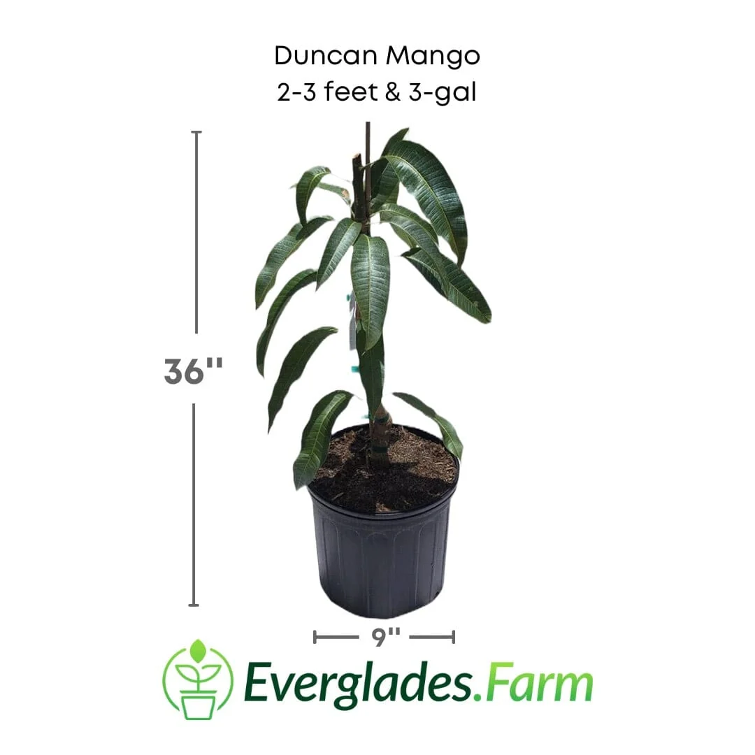 Duncan Mango Tree, Grafted - Image 4