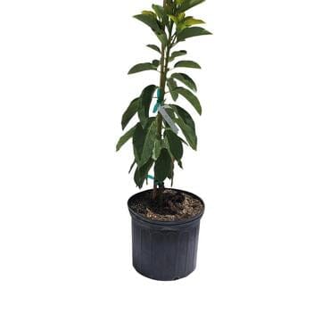 Dupuis Avocado Tree Grafted - Image 2