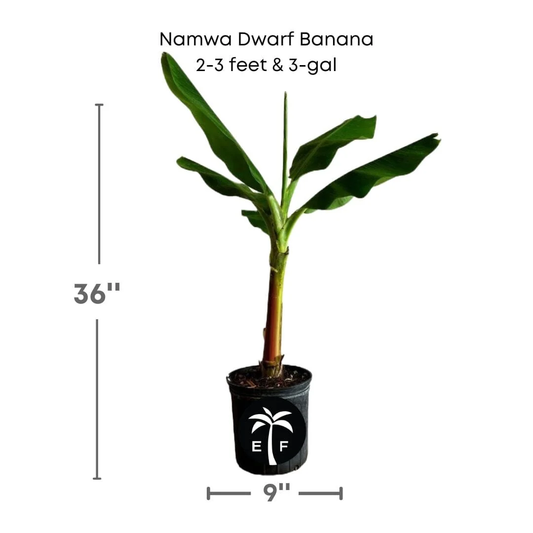 Namwa Dwarf Banana Tree - Image 4
