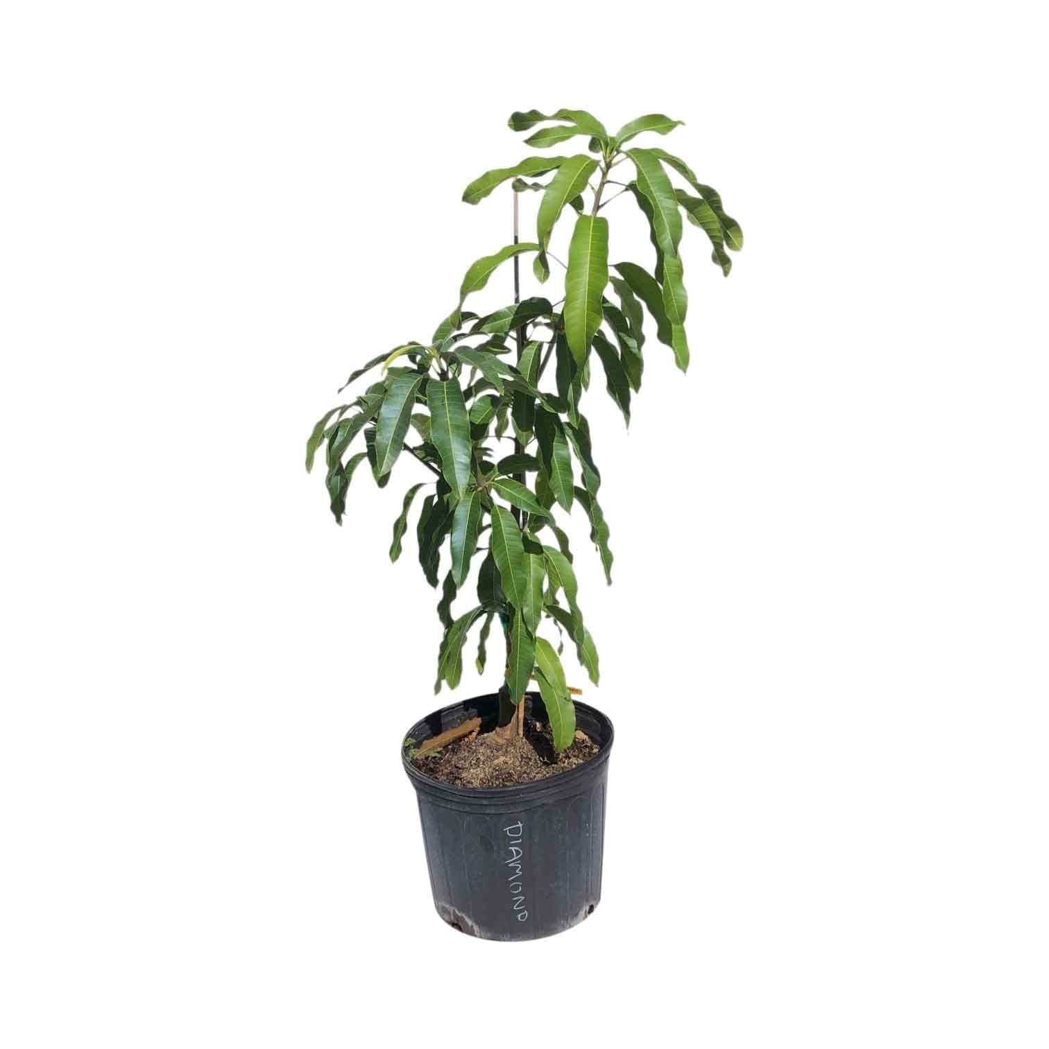 Falan Mango Tree, Grafted