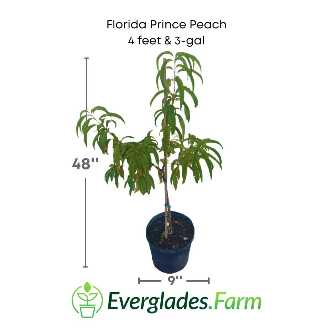 Florida Prince Peach Tree - Image 3