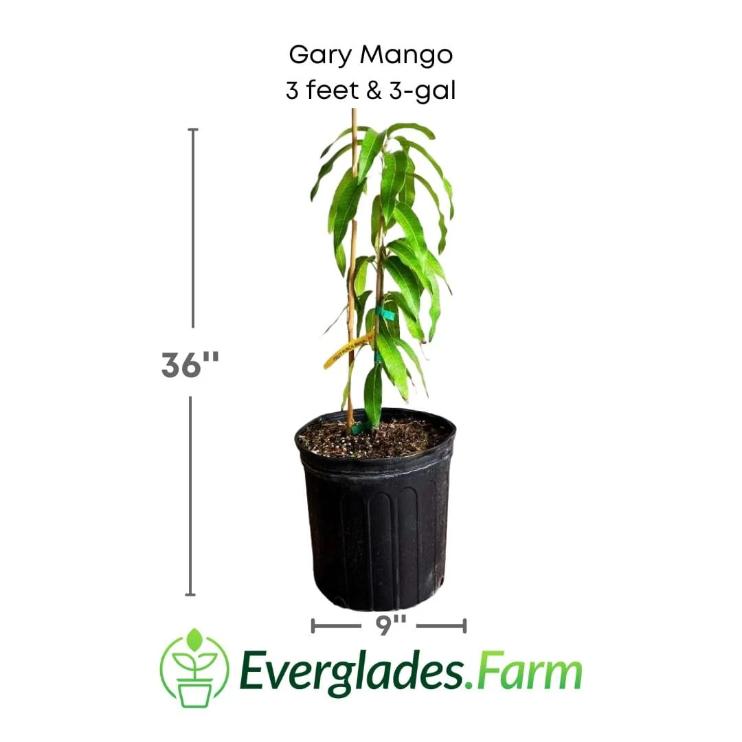 Gary Mango Tree, Grafted - Image 2