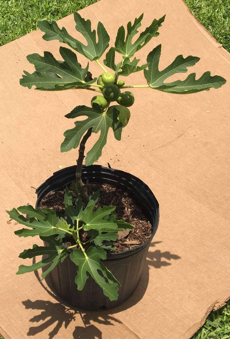 Generi Fig Tree Dwarf - Image 2