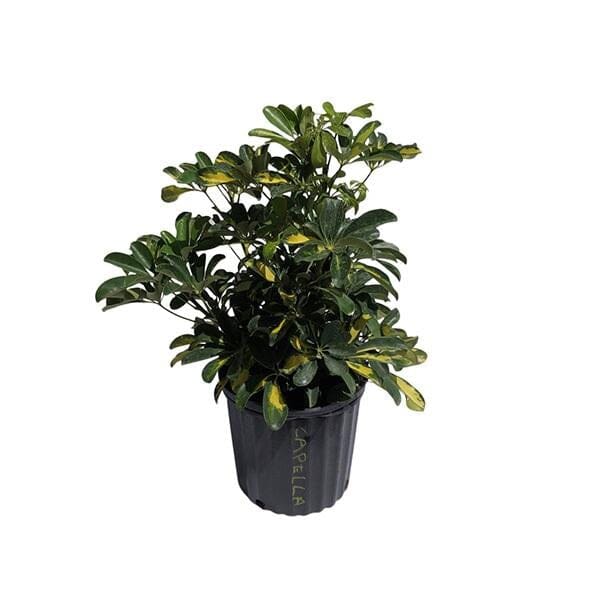 Gold Capella Variegated Schefflera