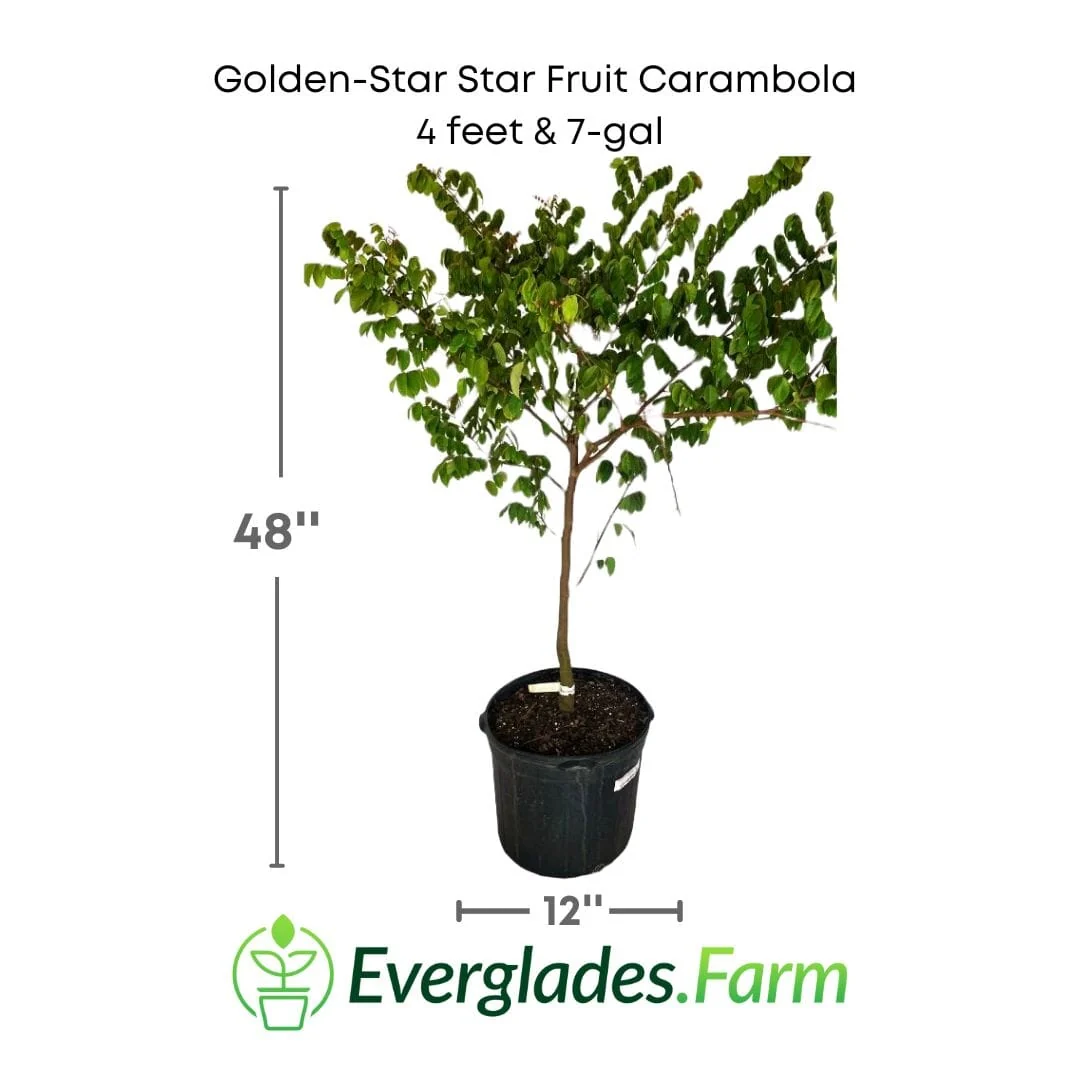 Golden-Star Star Fruit Carambola Fruit Tree, Grafted - Image 3