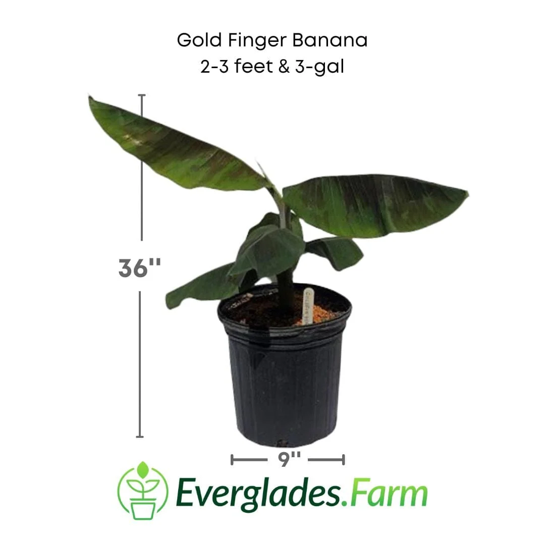 Goldfinger Banana Musa FHIA-1 - The Resilient Delight - Image 3