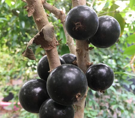 Grimal Jaboticaba Tree - Image 3