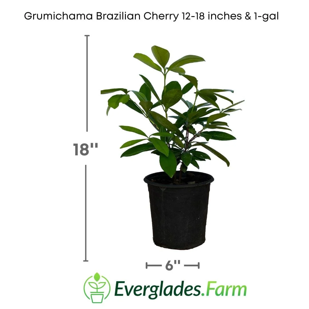 Red Grumichama Brazilian Cherry Plant - Image 3