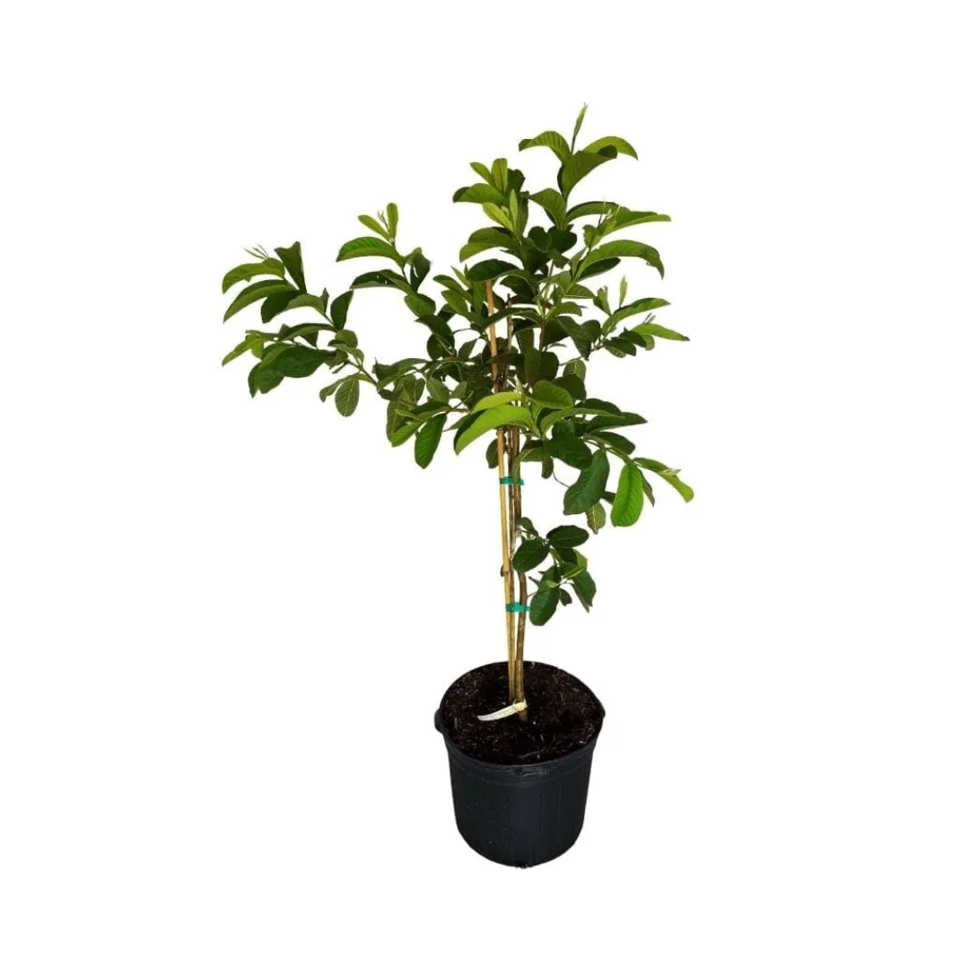 Barbie Pink Guava Tree - Image 3