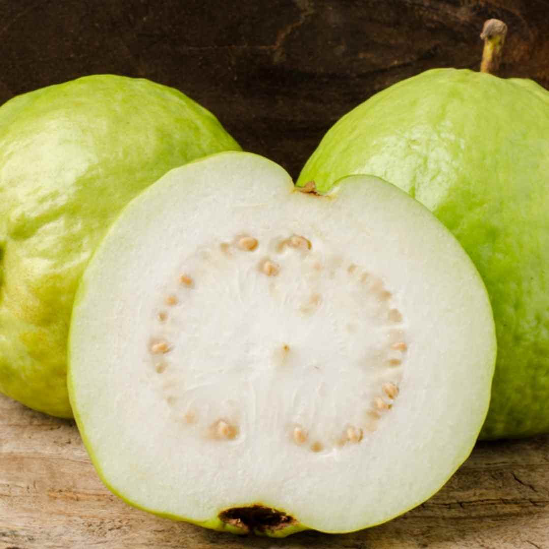 Kilo Guava Tree White Variety - Image 4
