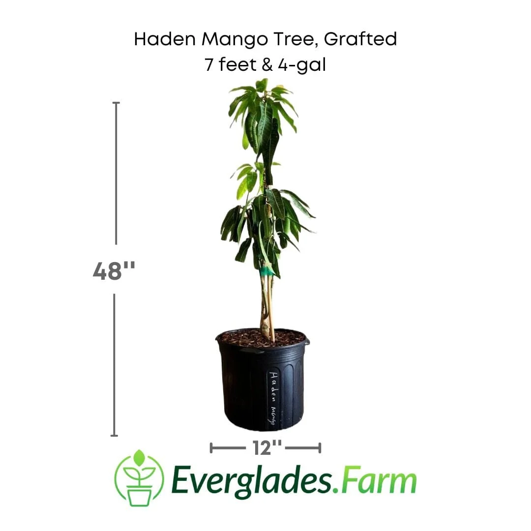 Haden Mango Tree Grafted - Image 5