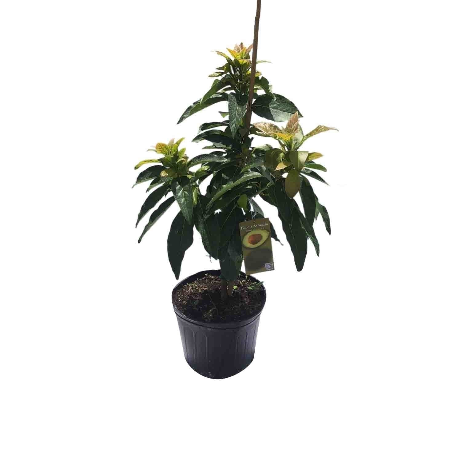 Hardee Avocado Tree Grafted - Image 2